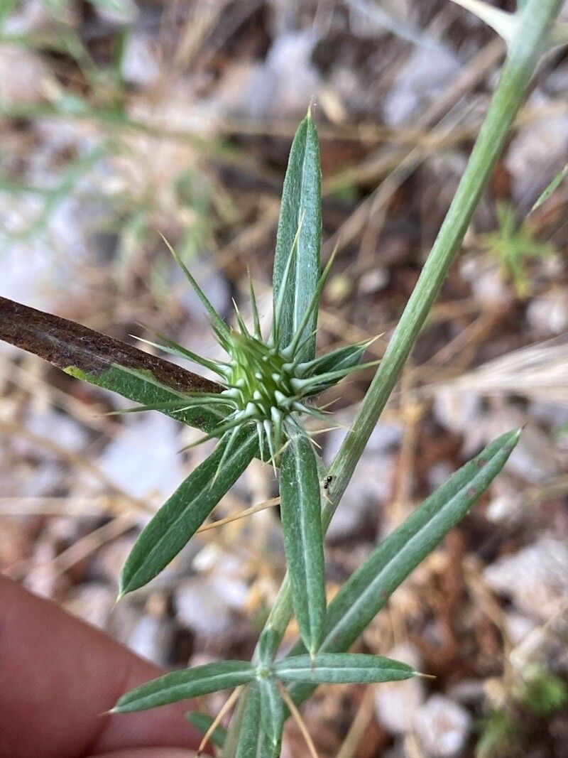 Ptilostemon stellatus habit