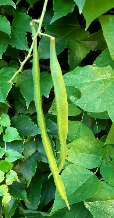 Phaseolus coccineus fruit
