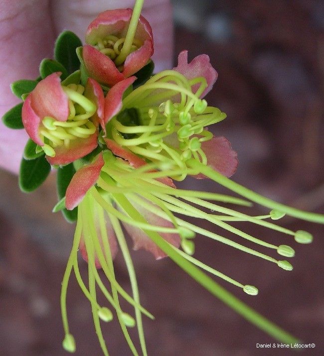 Xanthostemon myrtifolius — houseplant care guide