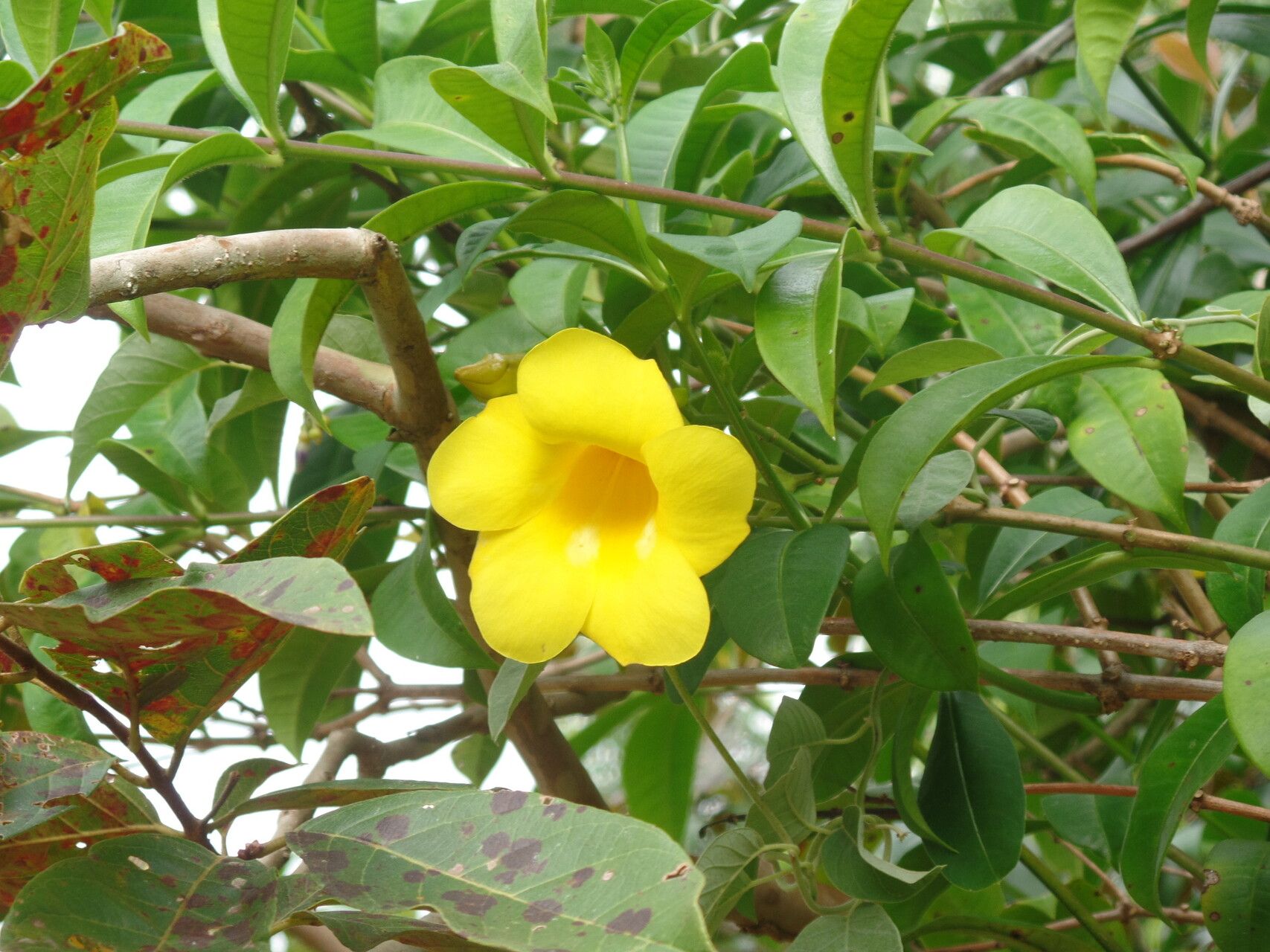 Allamanda doniana flower