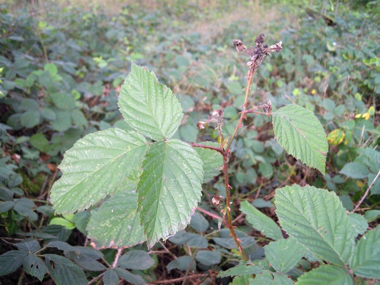Rubus senticosus leaf