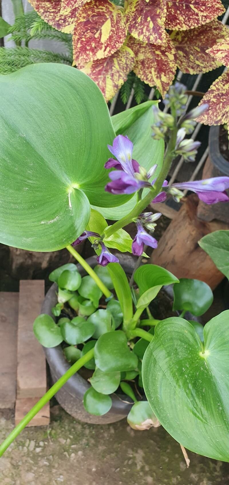 Eichhornia paniculata flower