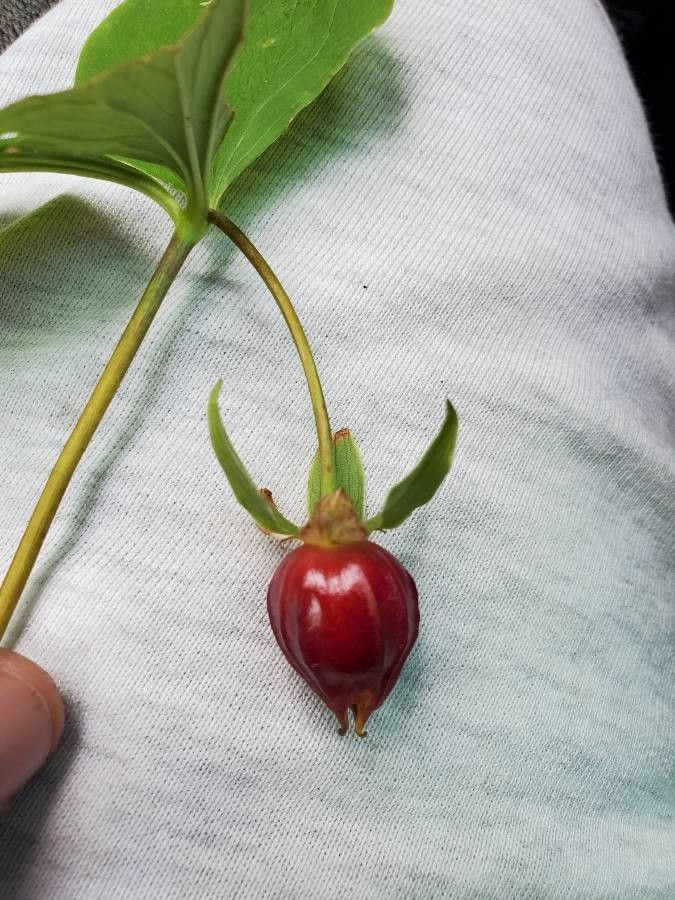 Trillium cernuum fruit