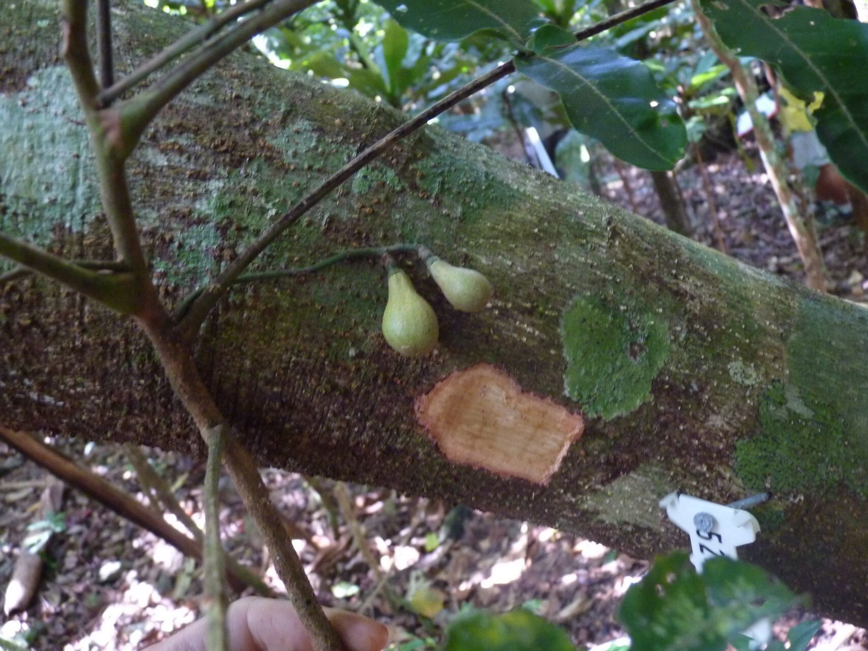Didymocheton macrostachyus fruit