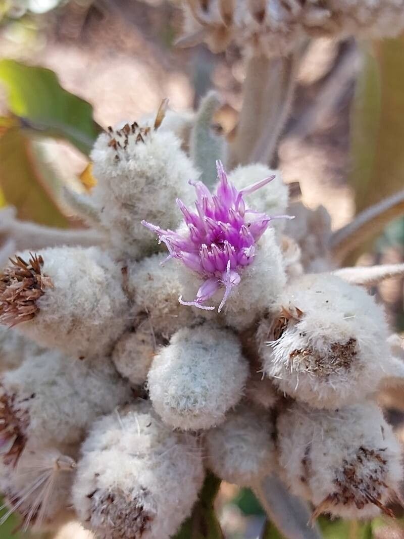 Vernonia cephalophora flower