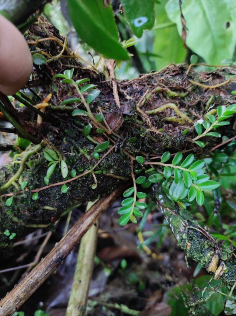 Peperomia oerstedii leaf