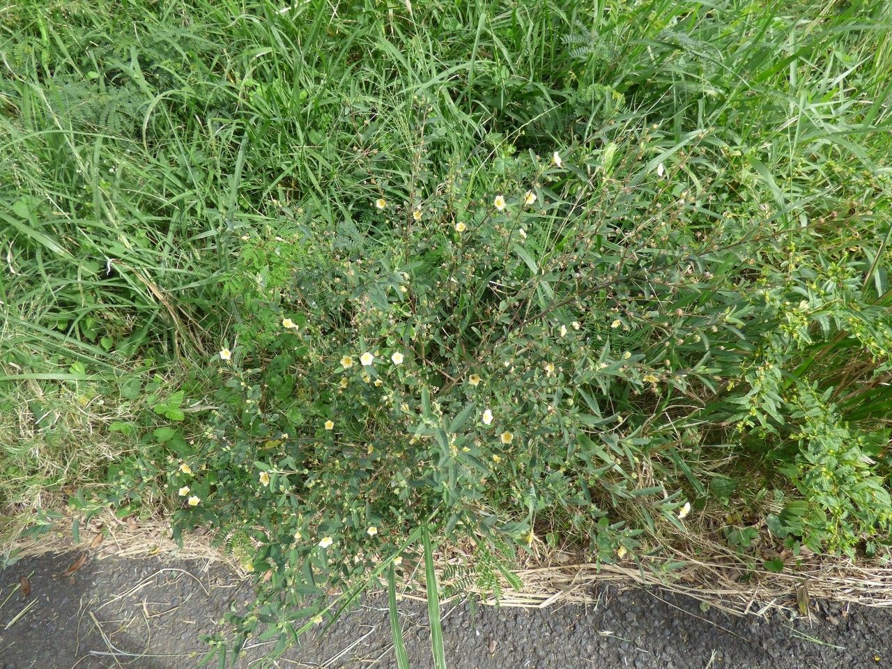 Sida retusa habit