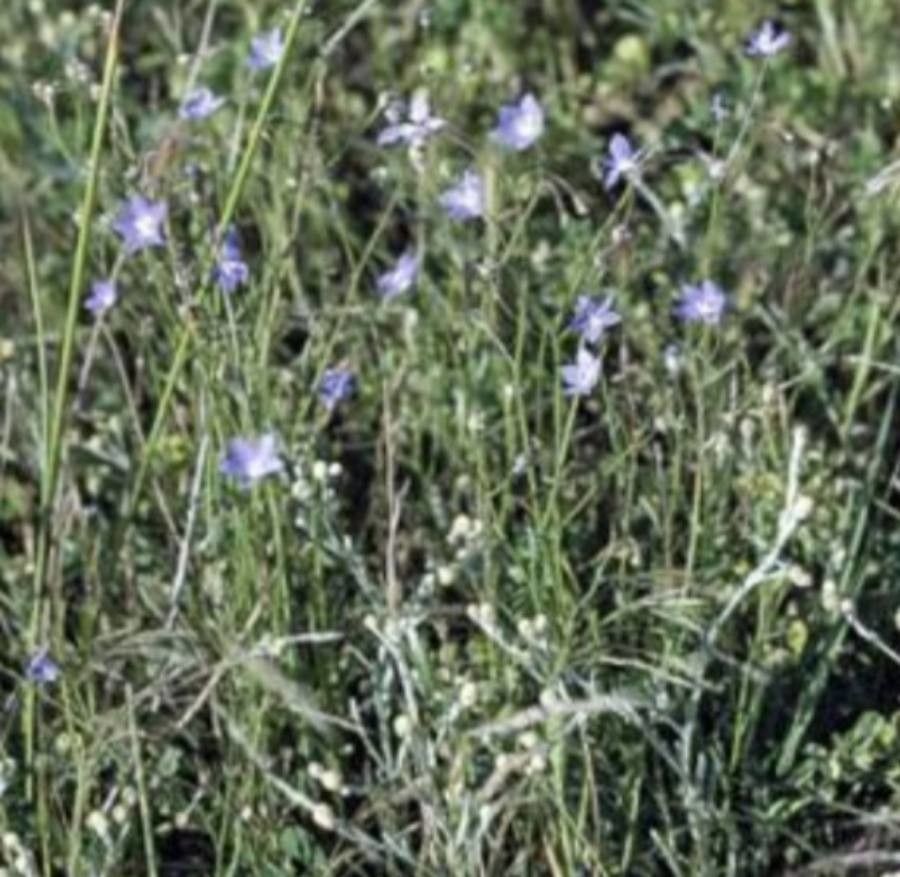 Wahlenbergia gracilenta — search result for 'Campanulaceae'