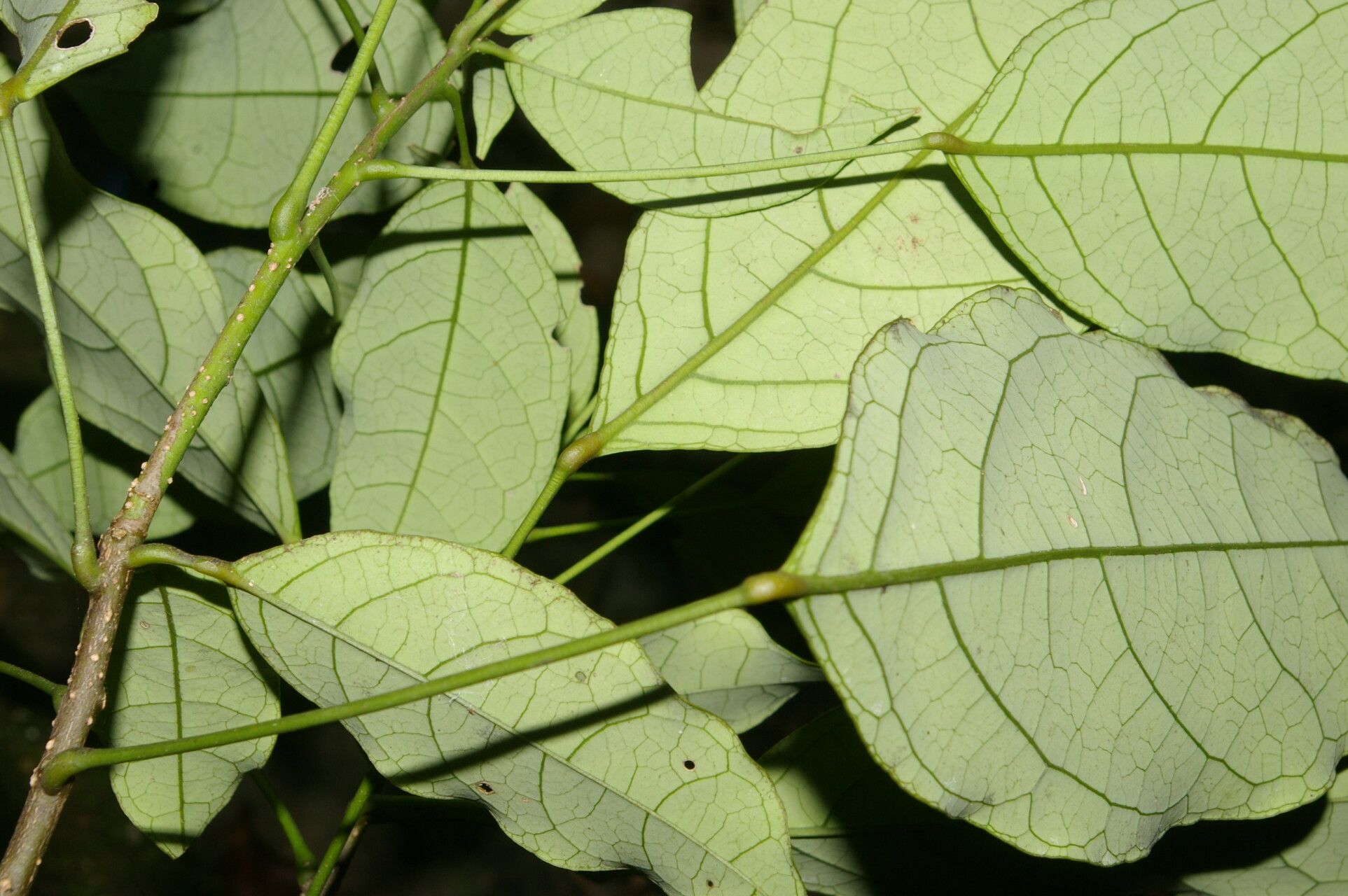 Morisonia uniflora — houseplant care guide