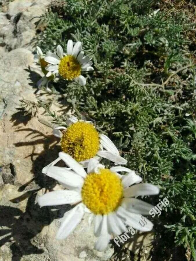 Anthemis haussknechtii — search result for 'Anthemis'