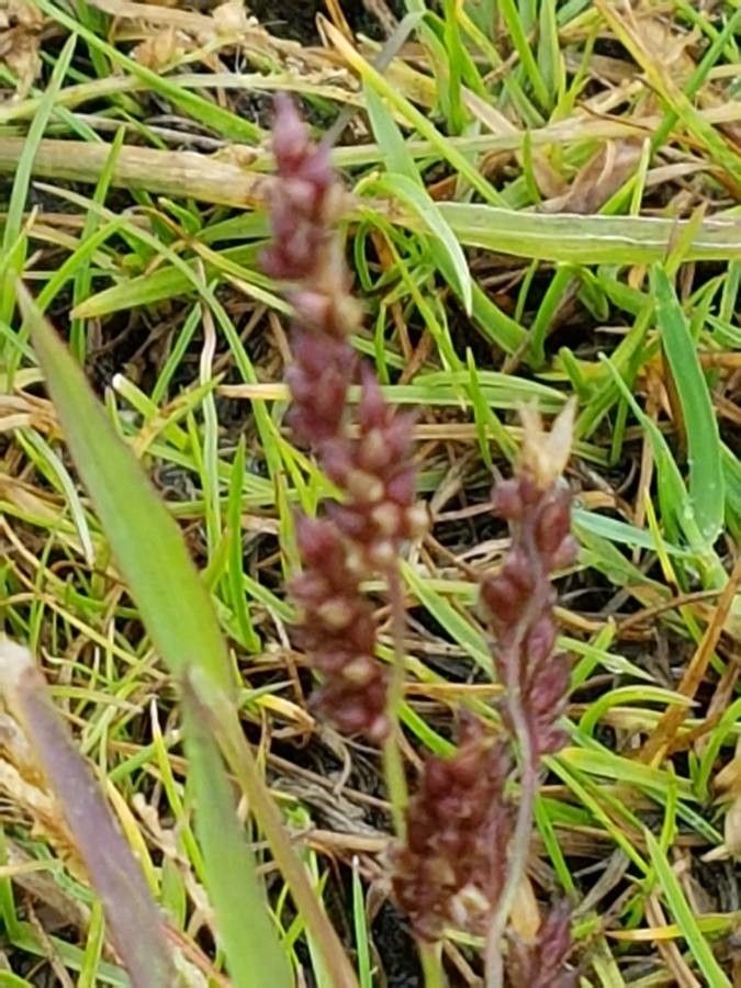 Echinochloa colona fruit