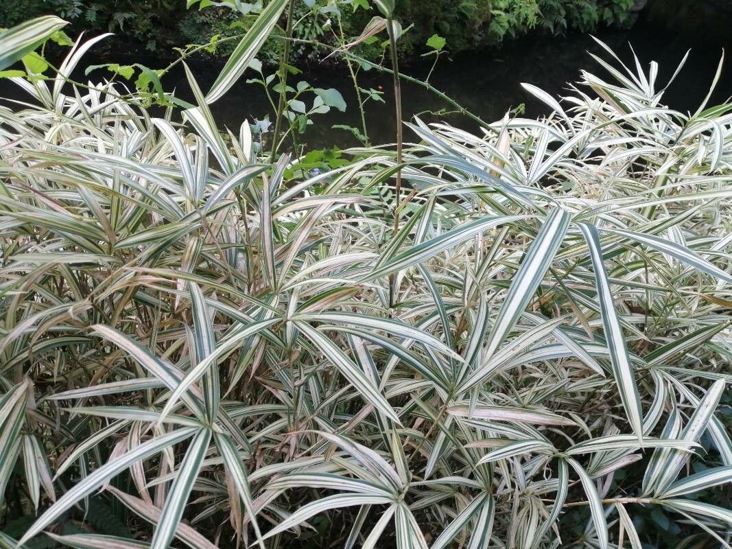 Arundinaria fortunei leaf