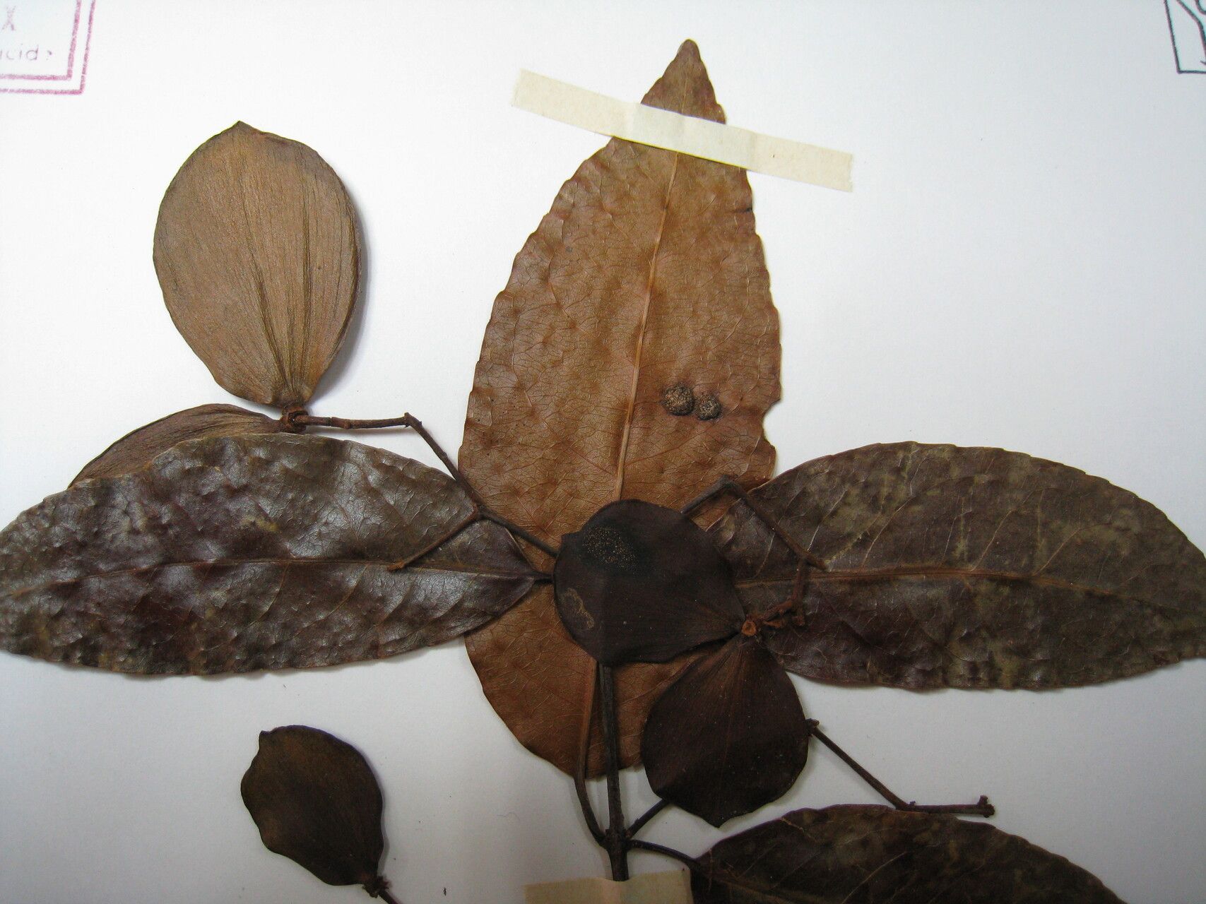 Hippocratea volubilis other