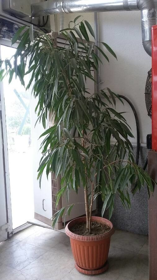 Ficus longifolia habit