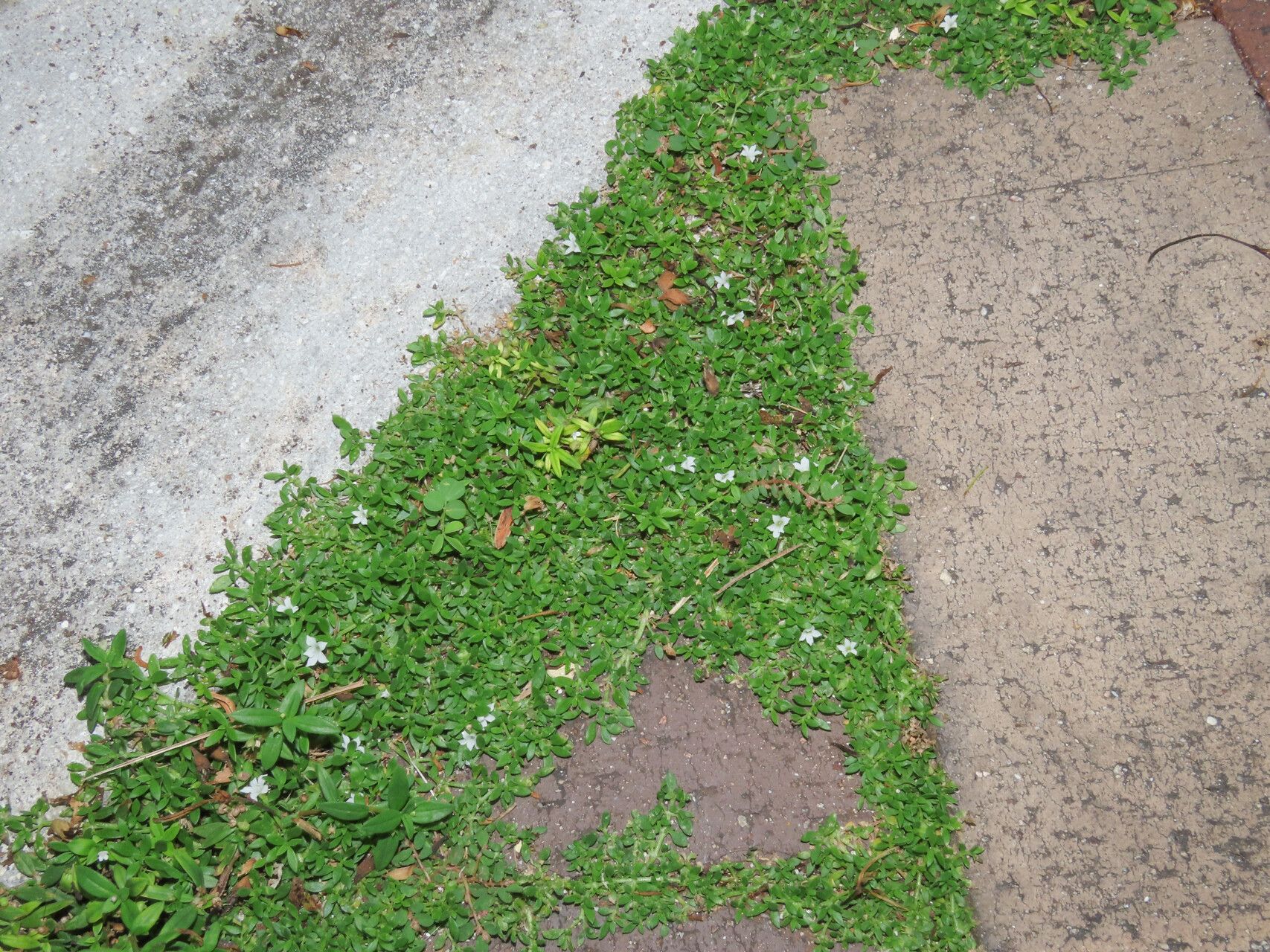 Dentella repens habit