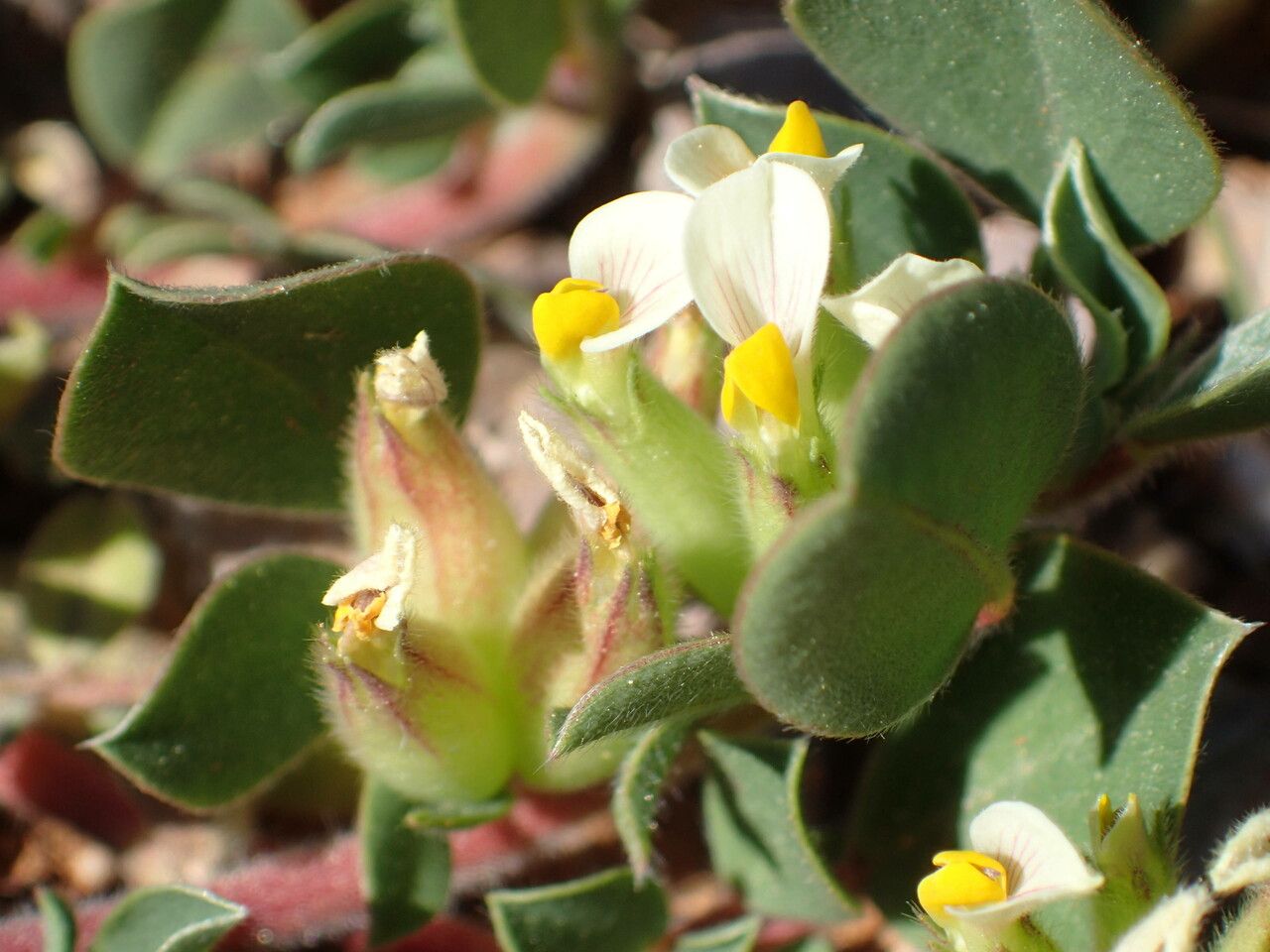 Tripodion tetraphyllum fruit