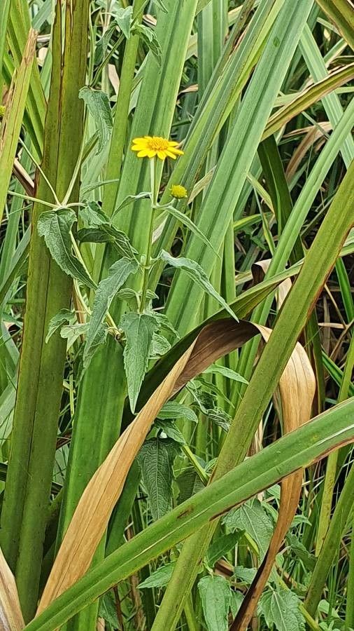 Aspilia pluriseta habit