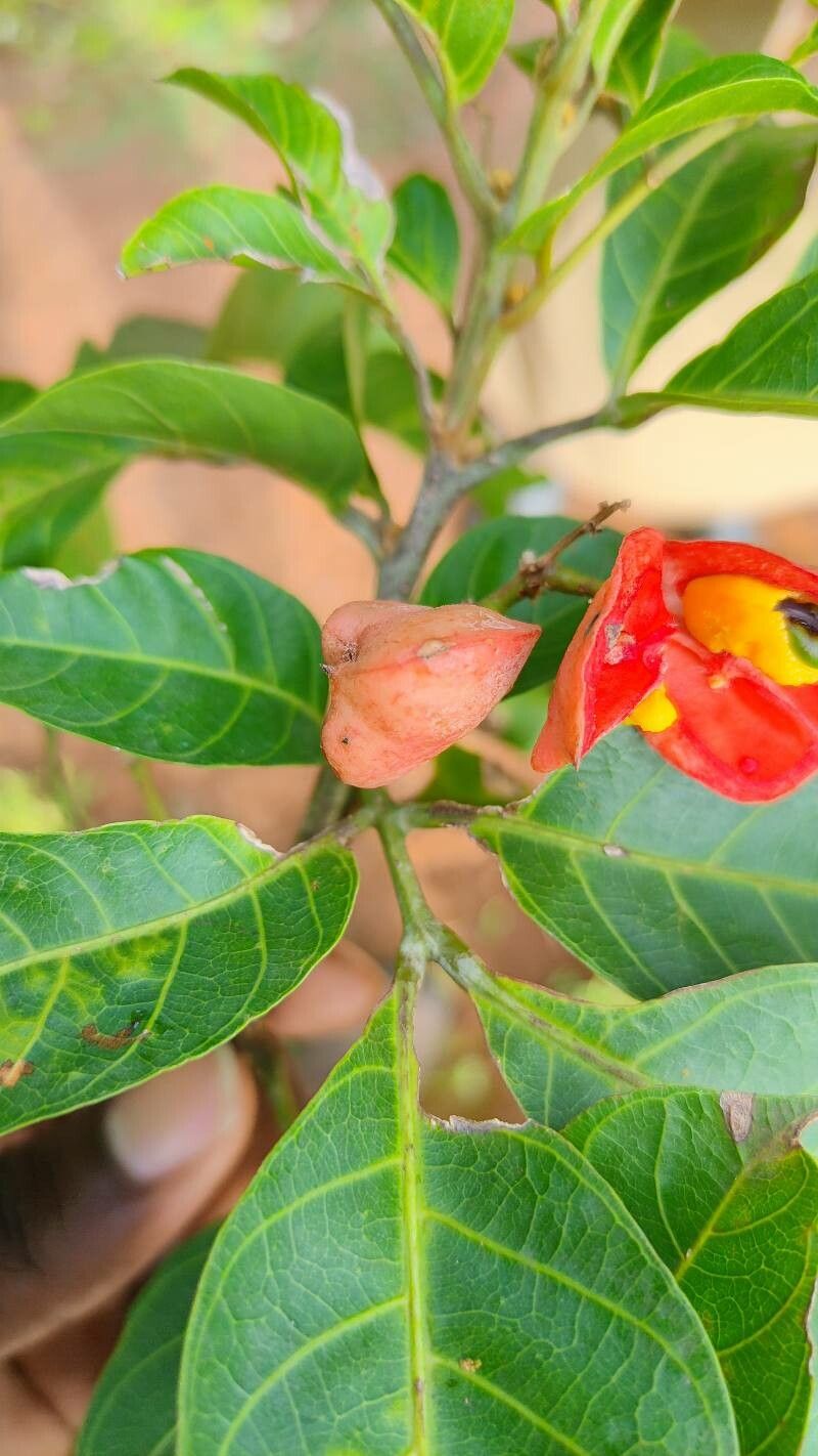 Blighia unijugata — related species from the same genus