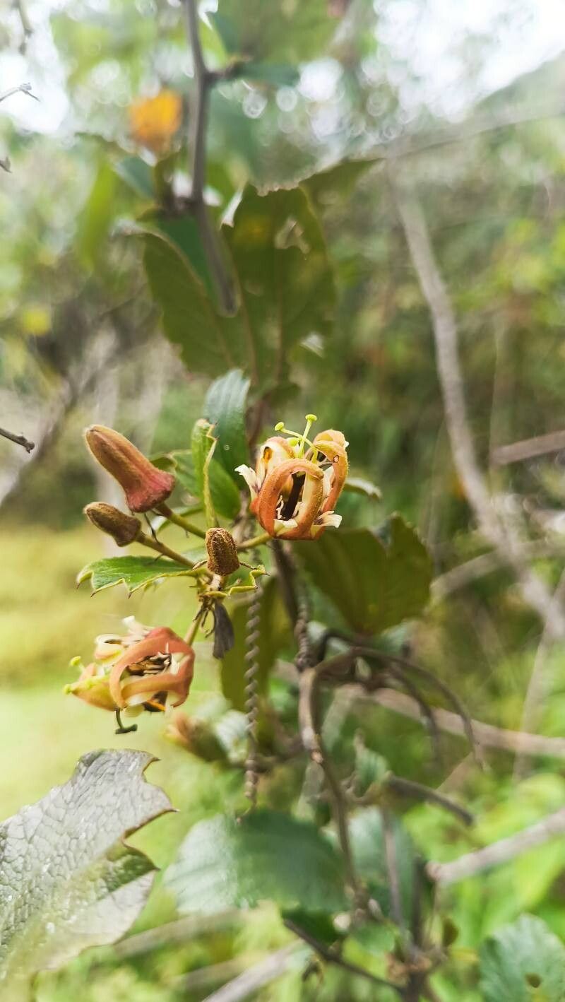 Passiflora kalbreyeri flower