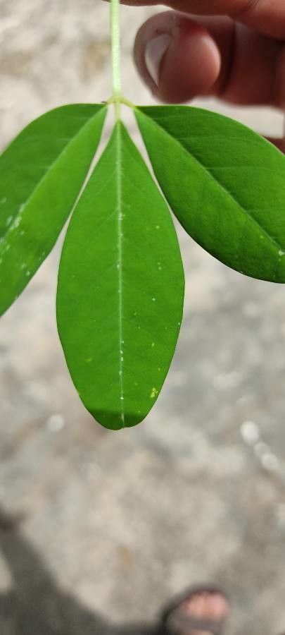 Crotalaria longirostrata — search result for 'Crotalaria'