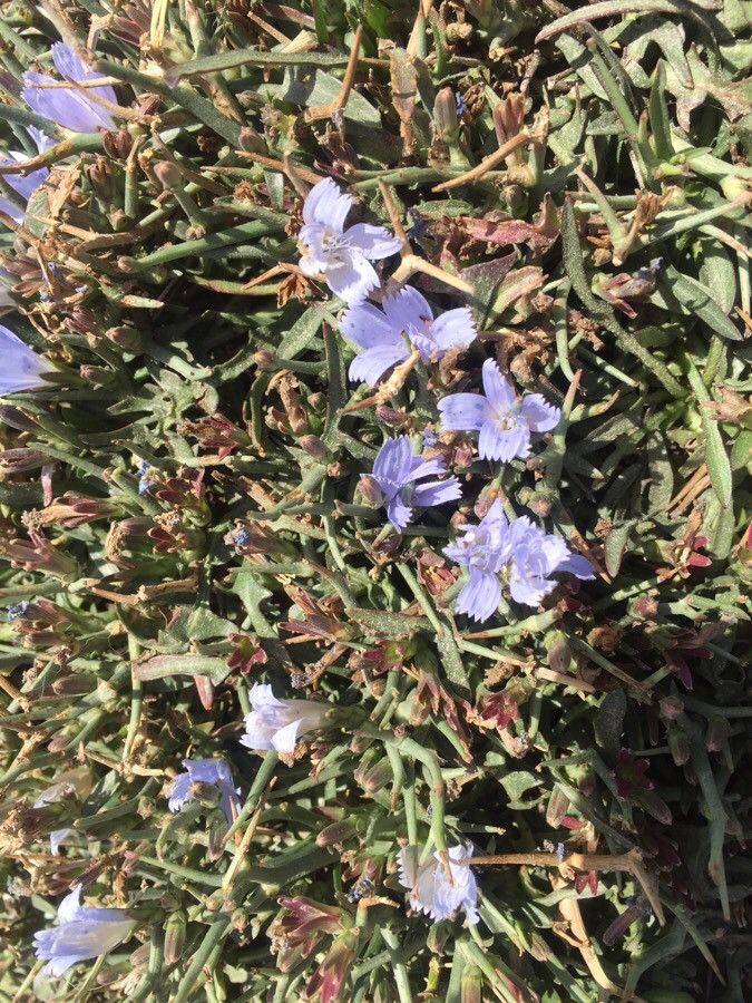 Cichorium spinosum flower