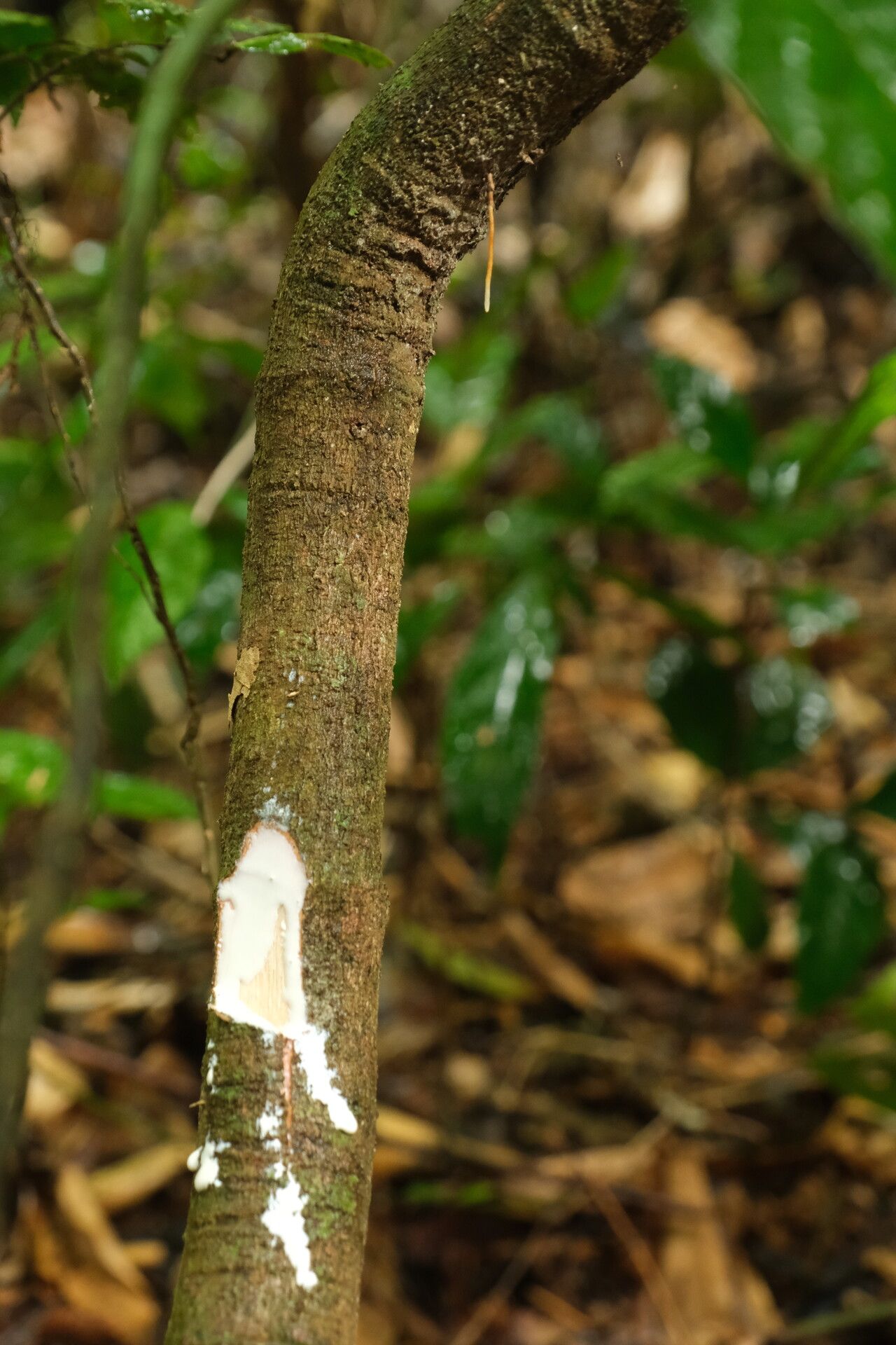 Landolphia robustior bark