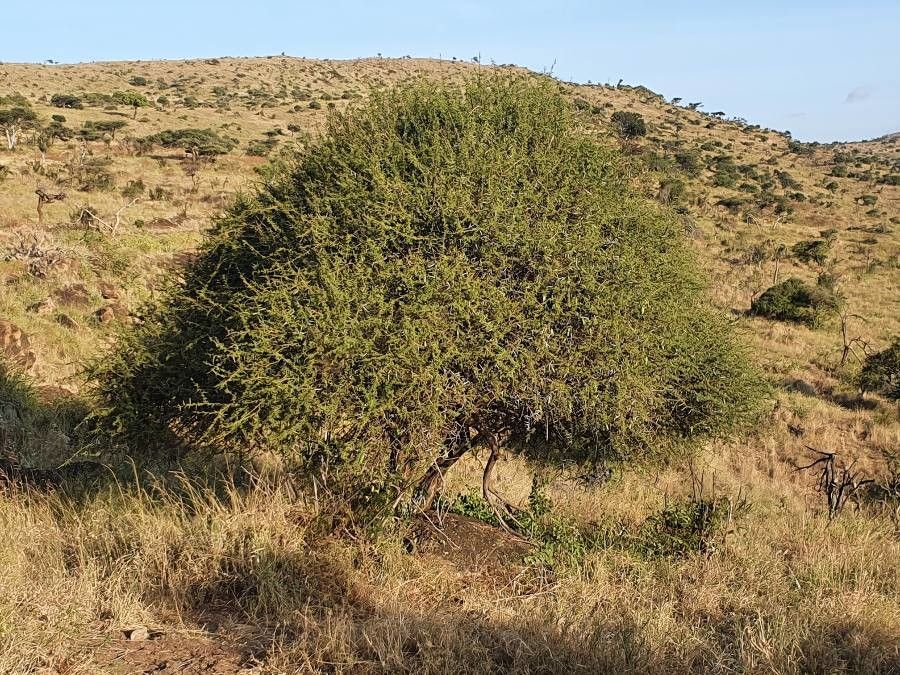 Vachellia etbaica leaf