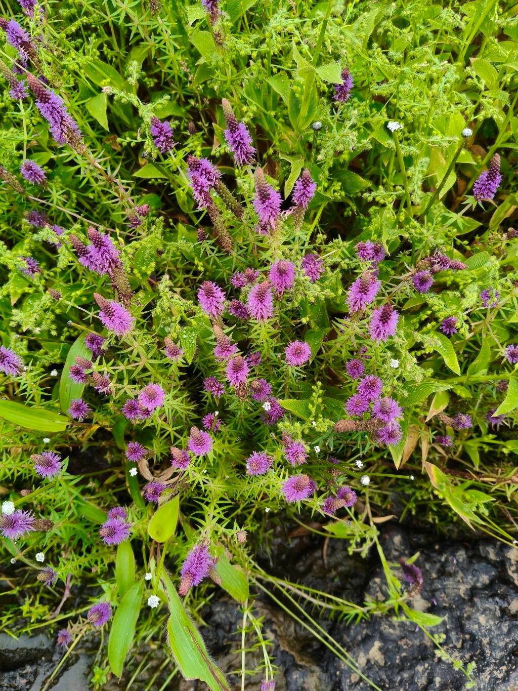 Pogostemon deccanensis flower