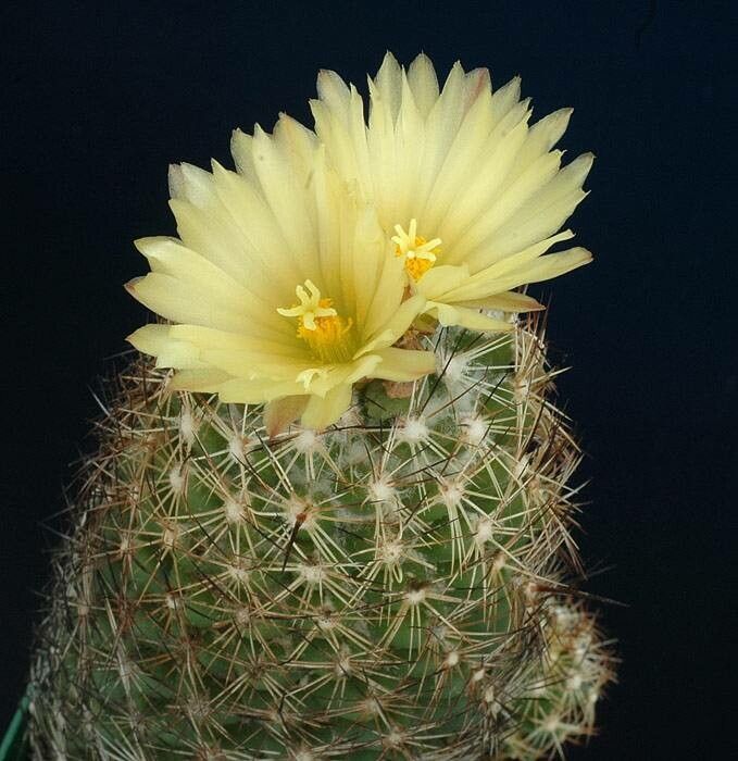 Coryphantha pseudonickelsiae habit