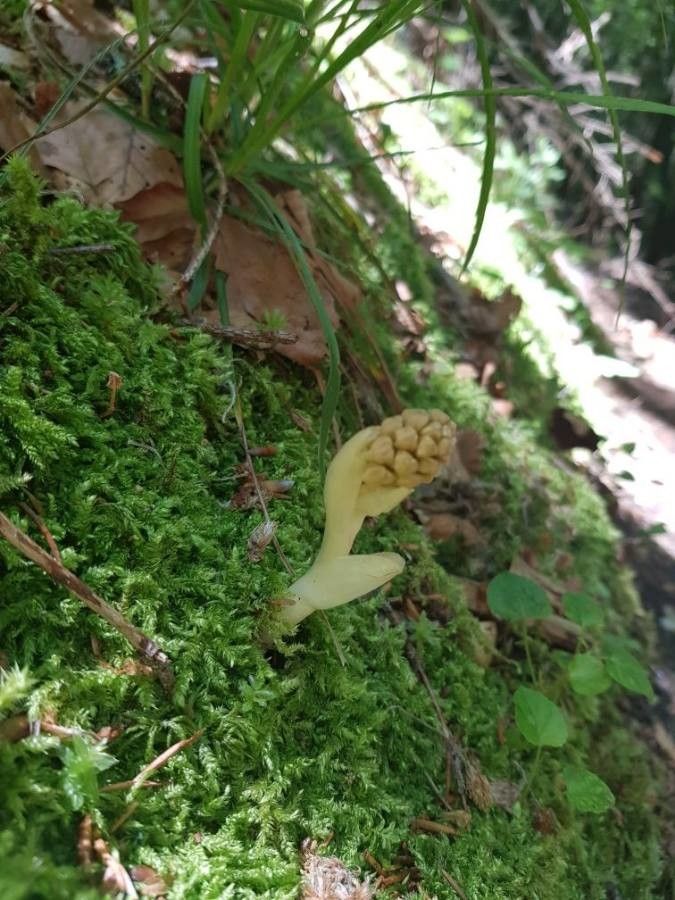 Neottia nidus-avis leaf