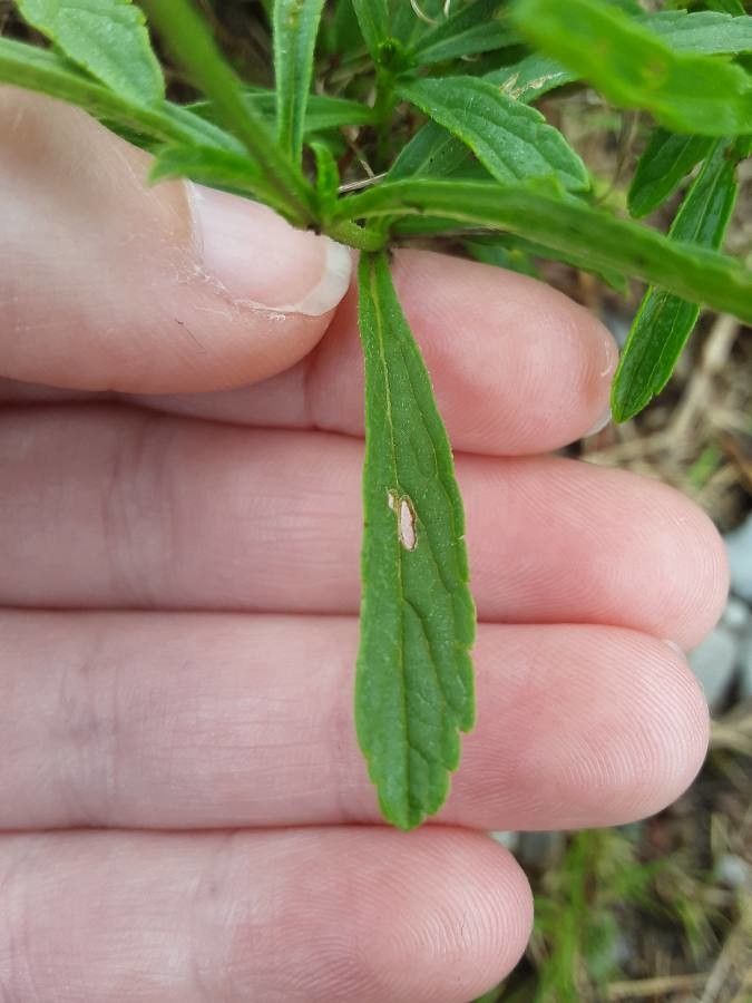 Verbena simplex leaf