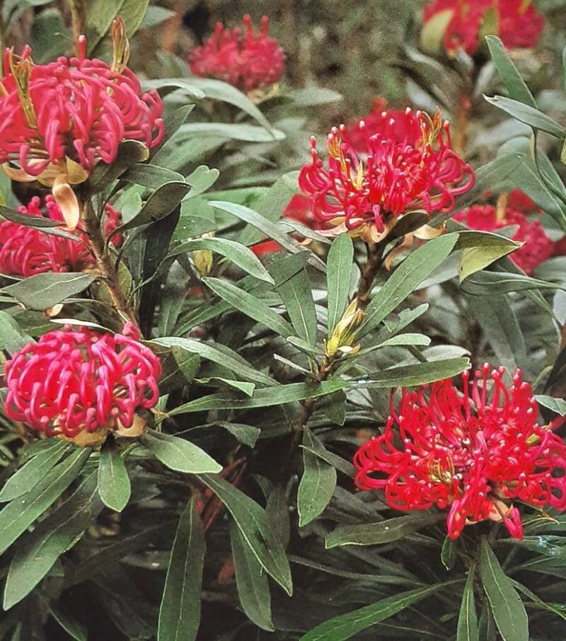 Telopea oreades — related species from the same genus