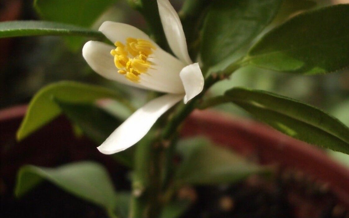 Citrus × aurantium flower