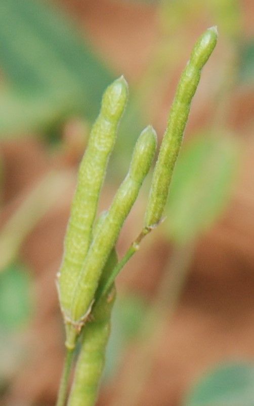 Alysicarpus ovalifolius fruit