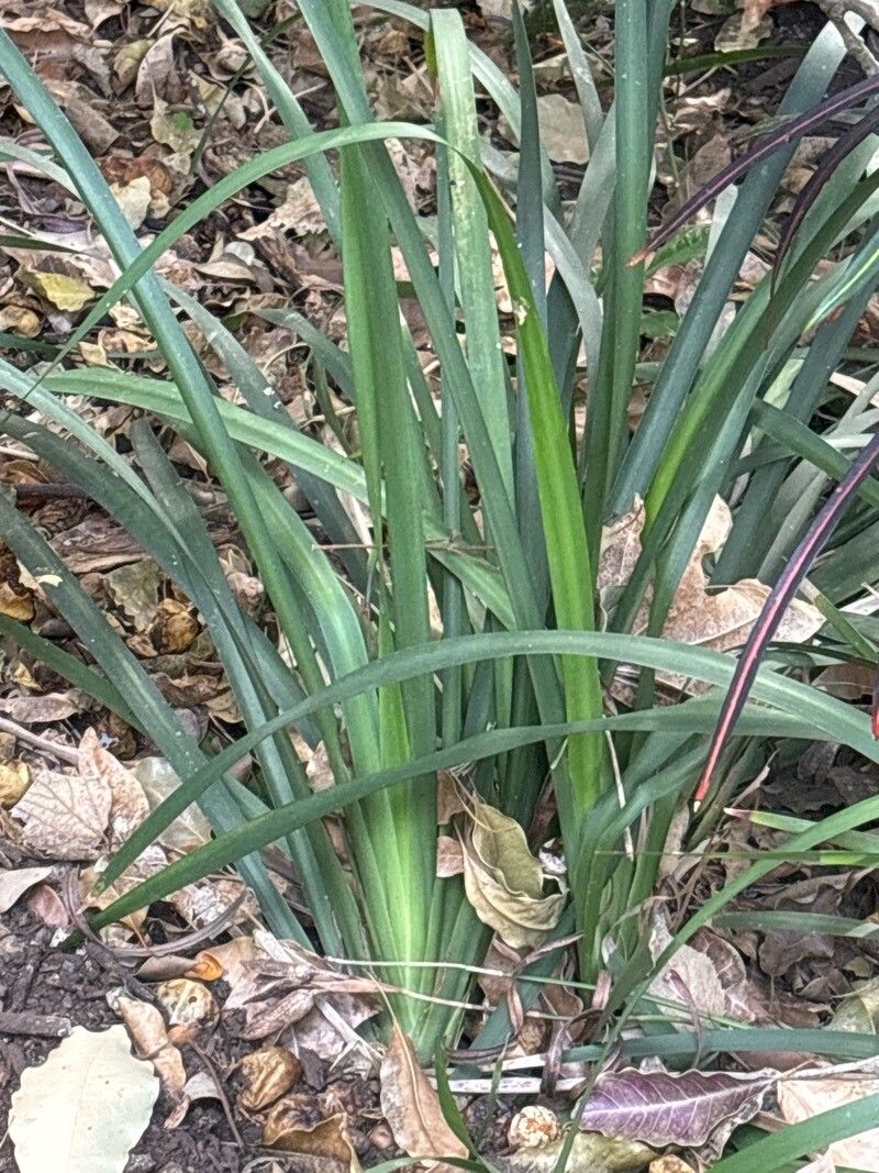 Moraea fugax — houseplant care guide