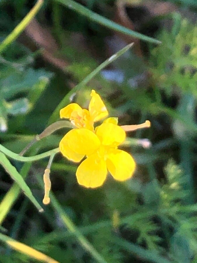 Brassica fruticulosa flower