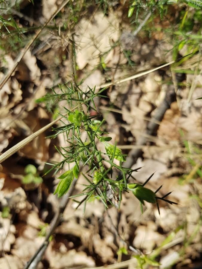 Genista provincialis — search result for 'Genista'