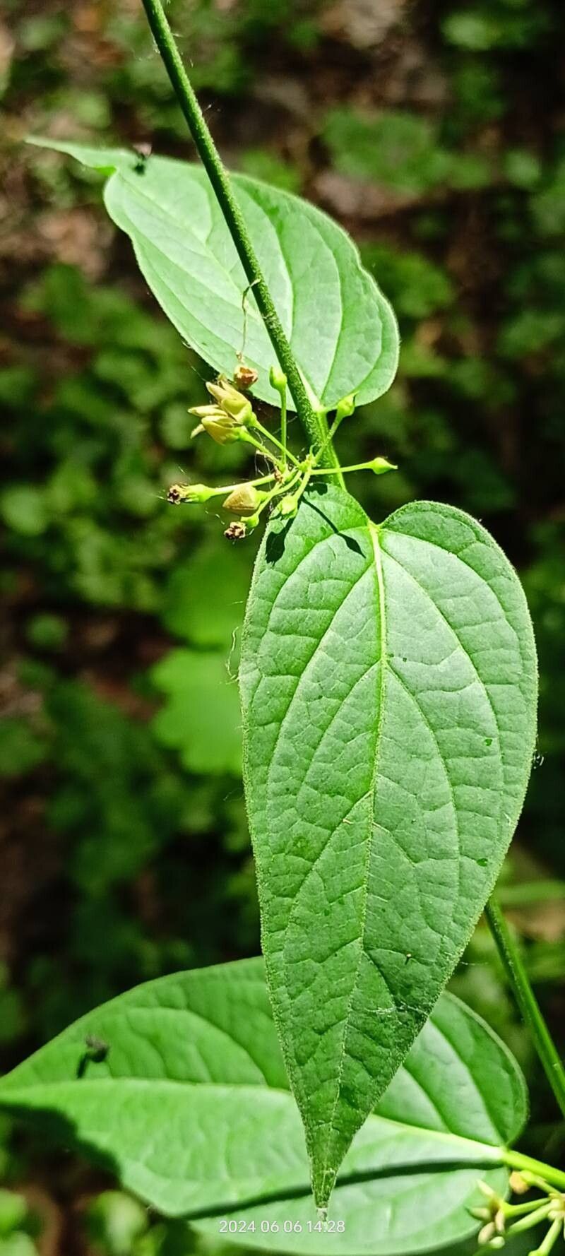 Vincetoxicum scandens — search result for 'Vincetoxicum'