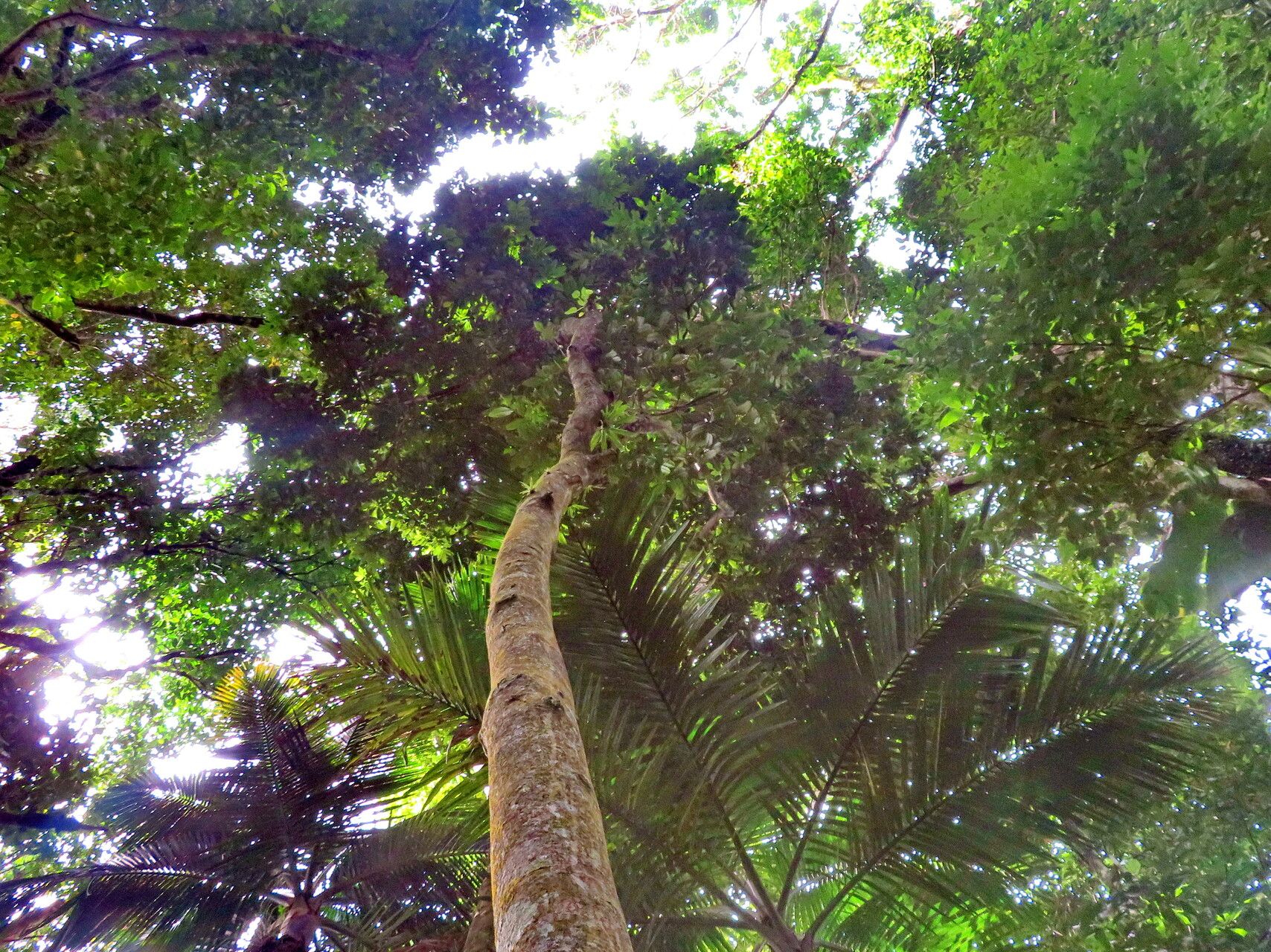 Ormosia krugii habit