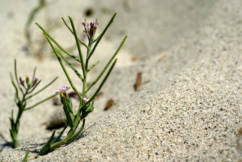 Malcolmia ramosissima — houseplant care guide