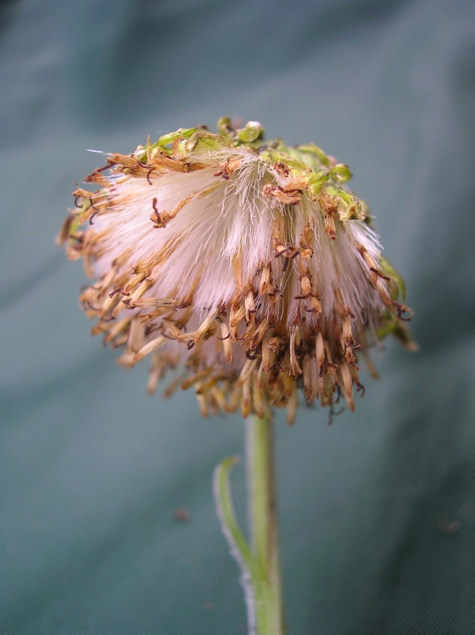 Senecio candollei flower