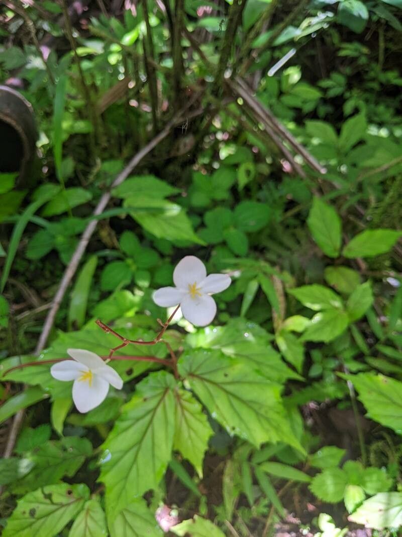 Begonia decandra — search result for 'Begonia'