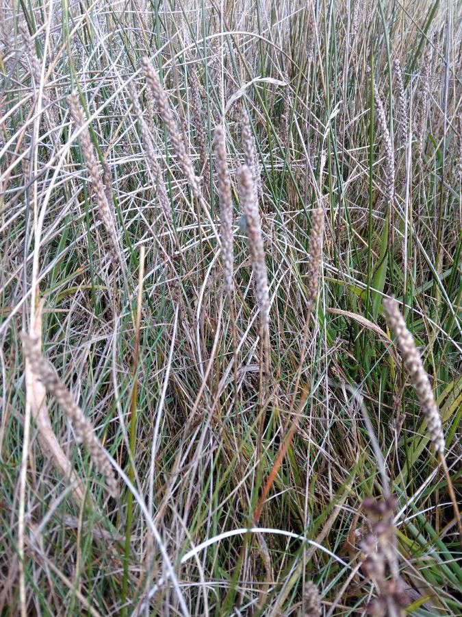 Plantago albicans fruit