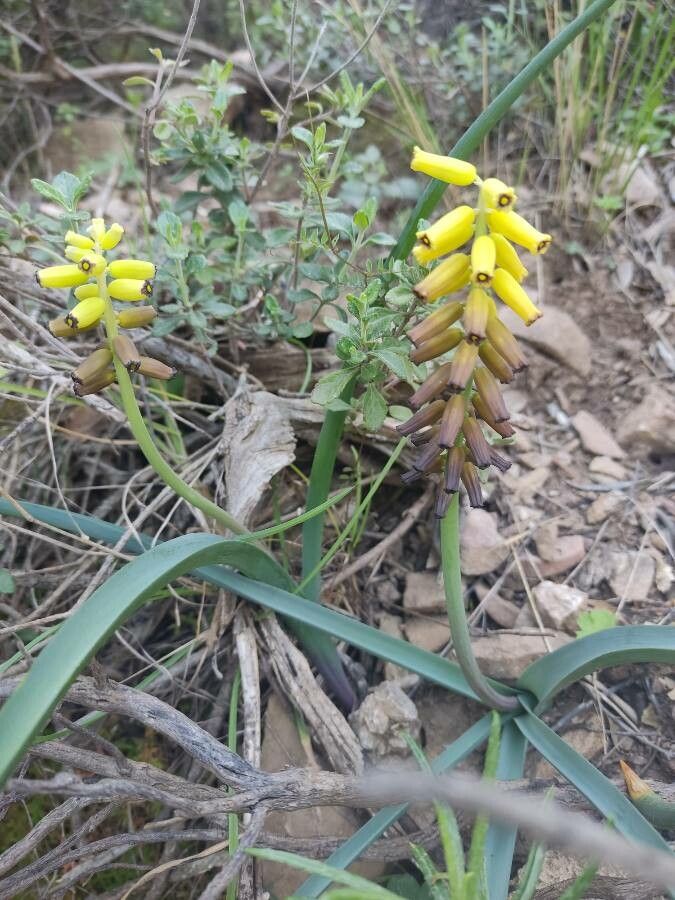 Muscari macrocarpum flower