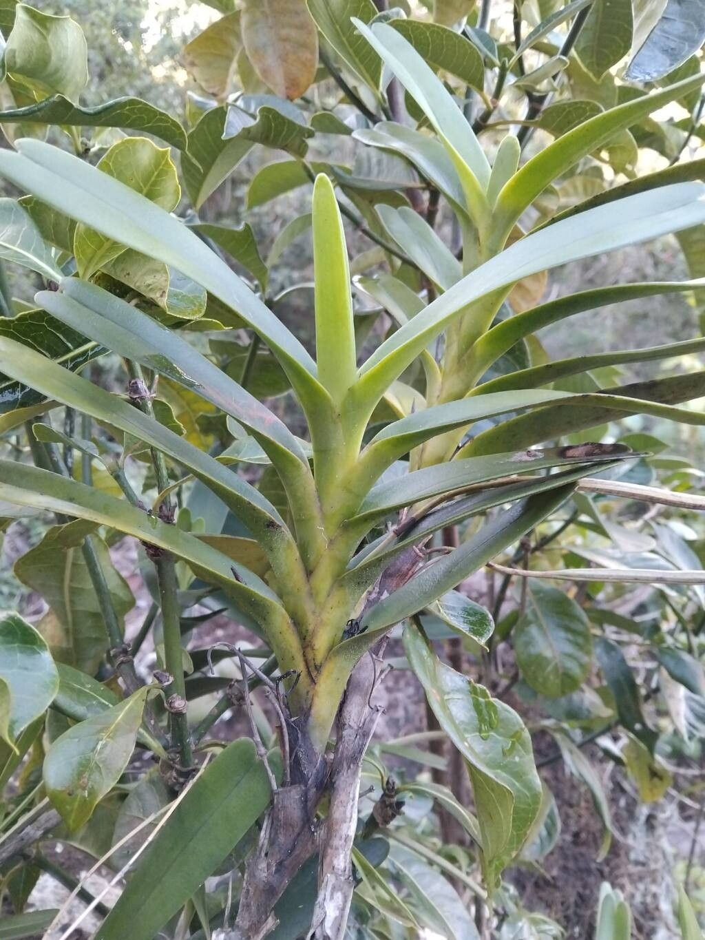 Jumellea arborescens — related species from the same genus