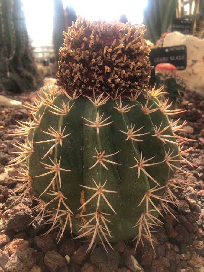 Melocactus bahiensis