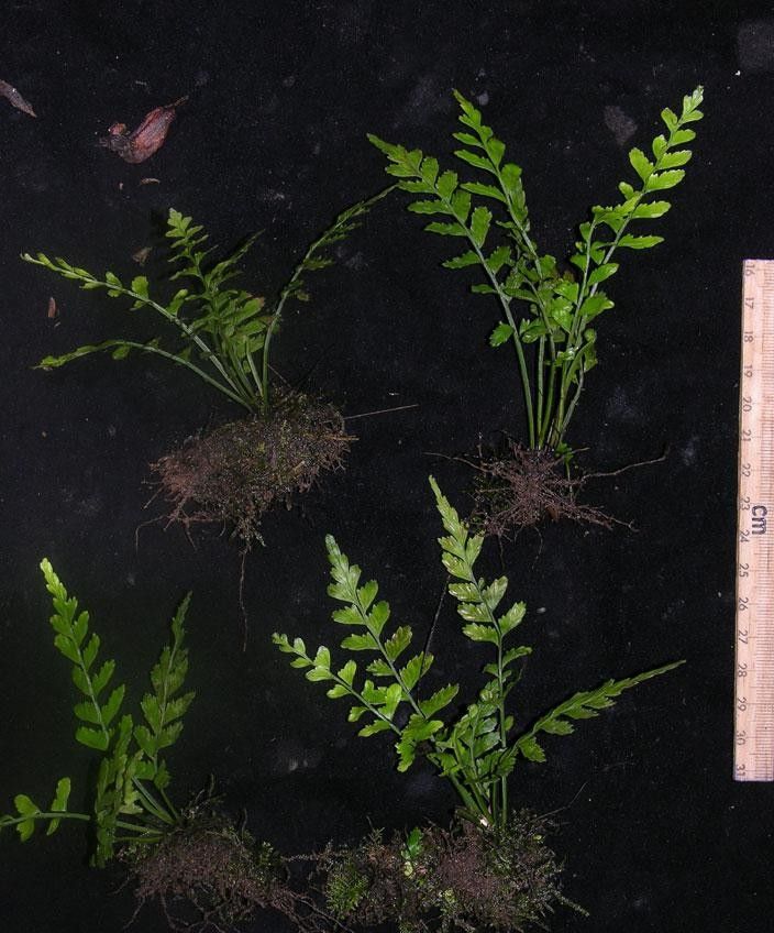 Asplenium hostmannii other