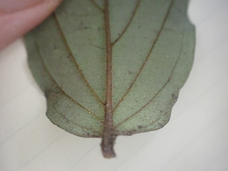 Diospyros suaveolens — houseplant care guide