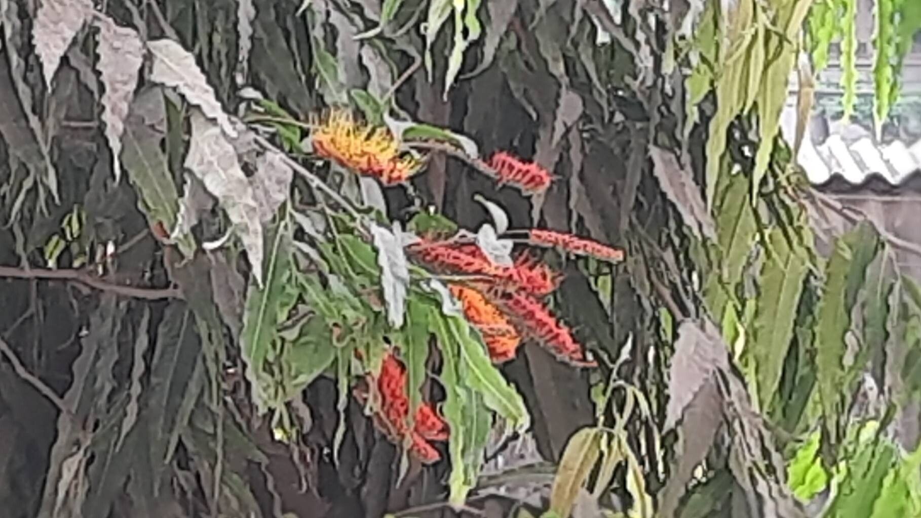 Combretum punctatum flower