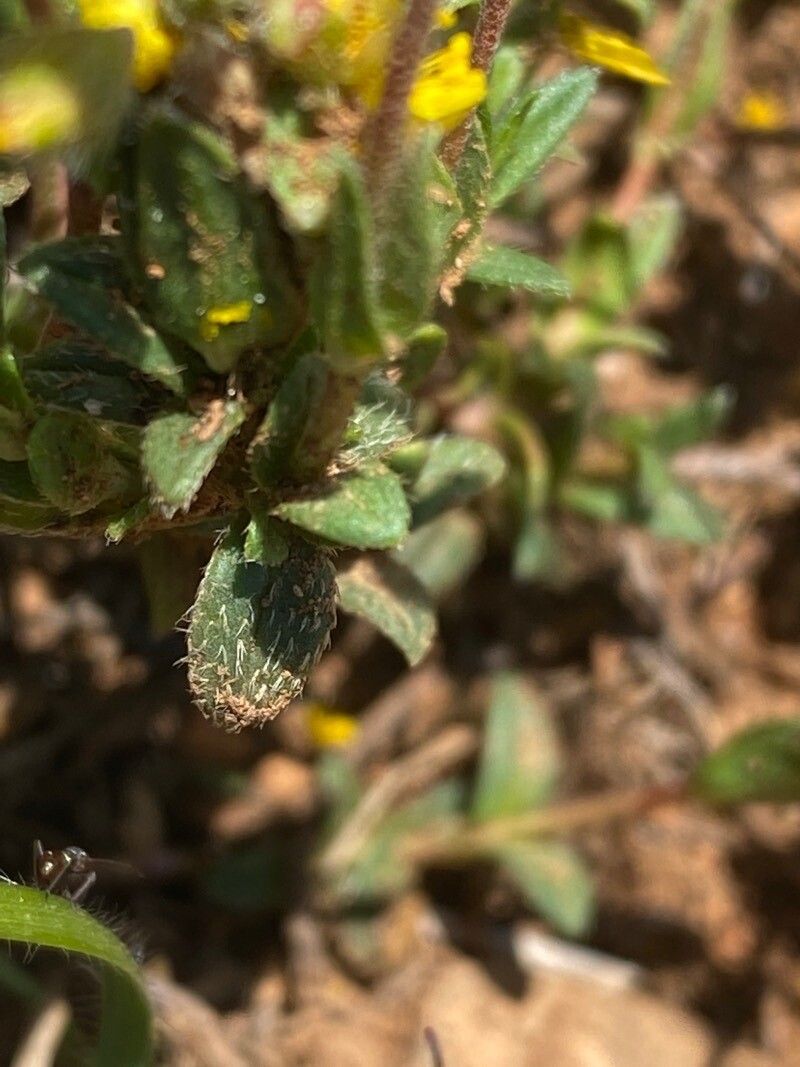 Helianthemum italicum leaf